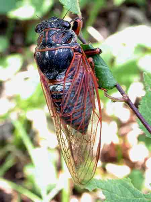 Tibicina haematodes.jpg © Dodoni