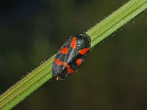 Cercopidae - Cercopis sanguinolenta.JPG © Hectonichus