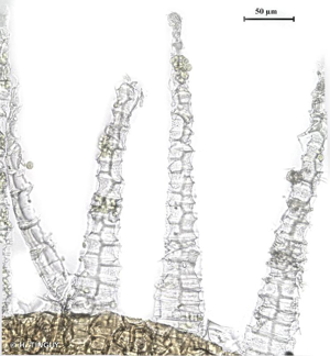 <i>Plagiothecium piliferum</i> (Sw.) Schimp., 1851 © H. TINGUY