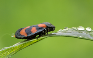 Blutzikade Cercopis vulnerata.jpg © Richard Bartz, Munich aka Makro Freak