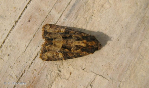 <i>Mesapamea secalis</i> (Linnaeus, 1758) © F. Michalke
