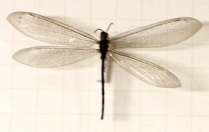 Myrmeleon formicarius 1.jpg © Commons