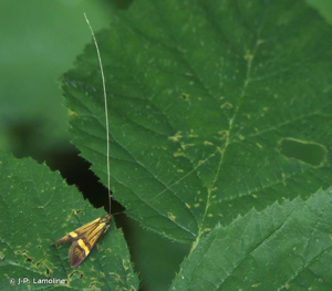 <i>Nemophora degeerella</i> (Linnaeus, 1758) © J-P. Lamoline