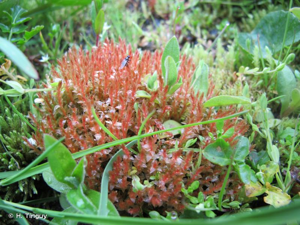 <i>Bryum weigelii</i> Spreng., 1807 © H. Tinguy