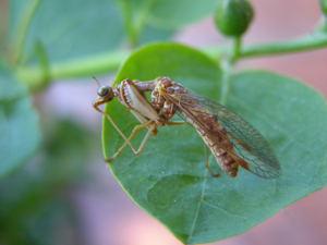 Mantispa styriaca.jpg © H. Dumas