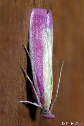 <i>Oncocera semirubella</i> (Scopoli, 1763) © P. Haffner