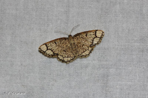 <i>Stegania cararia</i> (Hübner, 1790) © P. Chatard