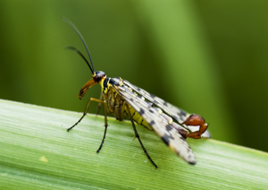 Scorpion fly.jpg © Mikkel Houmøller (Lostmonkey)