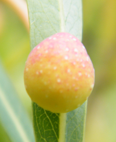 Galle-S.viminalis.jpg &copy; APictche