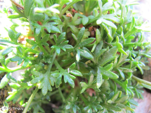 <i>Saxifraga fragilis </i>subsp.<i> fragilis</i> Schrank, 1822 © H. Tinguy
