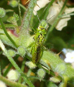 Rhogogaster viridis.JPG © IronChris