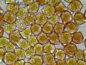<i>Barbilophozia hatcheri</i> (A.Evans) Loeske, 1907 © H. TINGUY