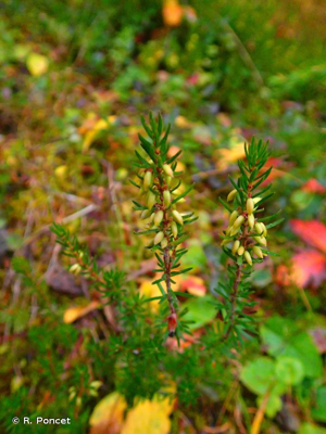<i>Erica carnea</i> L., 1753 © A.-H. Paradis & R. Poncet