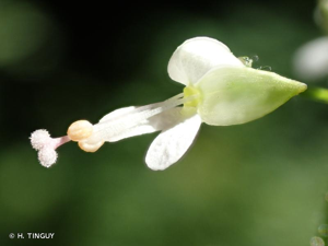 <i>Circaea </i>x<i> intermedia</i> Ehrh., 1789 © H. TINGUY