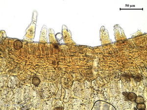 <i>Weissia controversa</i> Hedw., 1801 © H. TINGUY