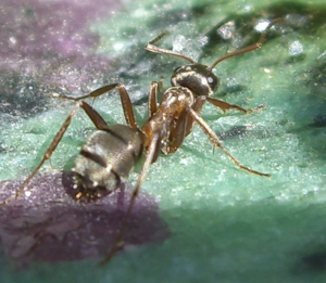Formica sanguinea 2.JPG © Garinger