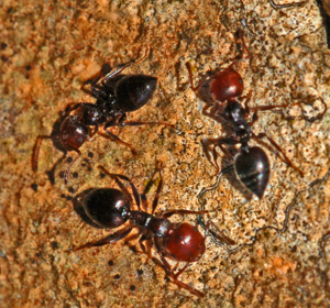 Formicidae - Crematogaster scutellaris.JPG © Hectonichus