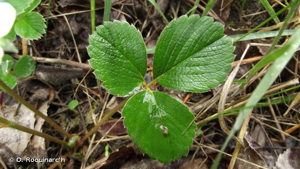 <i>Fragaria viridis</i> Weston, 1771 © O. Roquinarc'h