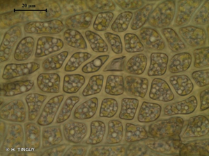 <i>Dicranum undulatum</i> Schrad. ex Brid., 1801 © H. TINGUY