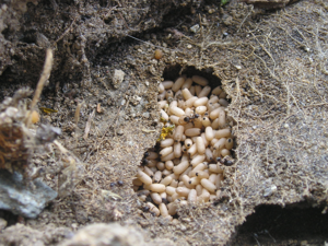 Lasius niger.jpg © Marcus33