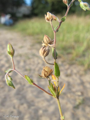 <i>Helianthemum salicifolium</i> (L.) Mill., 1768 © H. Tinguy