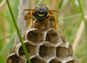 Polistes biglumis female.jpg © Abalg