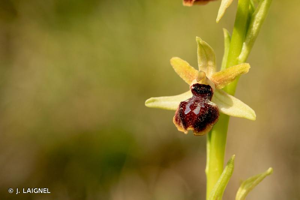 <i>Ophrys passionis</i> Sennen, 1926 © J. LAIGNEL