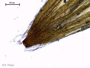 <i>Orthotrichum rogeri</i> Brid., 1812 © H. Tinguy