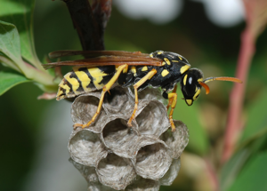 Wasp March 2008-3.jpg © Alvesgaspar