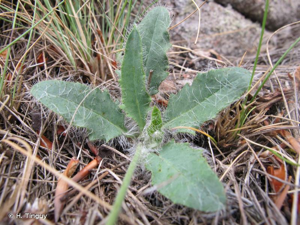 <i>Hieracium schmidtii</i> Tausch, 1828 © H. Tinguy