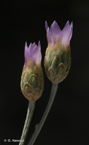 <i>Xeranthemum cylindraceum</i> Sm., 1813 © O. Nawrot