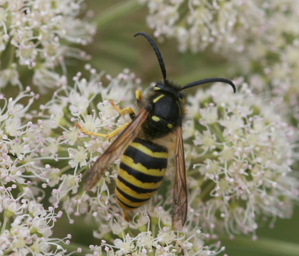 Dolichovespula sylvestris.jpg &copy; Sandy Rae