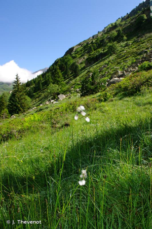<i>Eriophorum angustifolium</i> Honck., 1782 © J. Thevenot