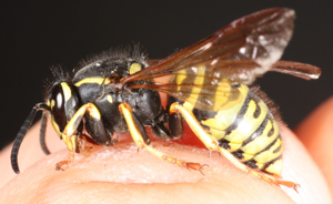 Vespula austriaca.jpg © Magne Flåten