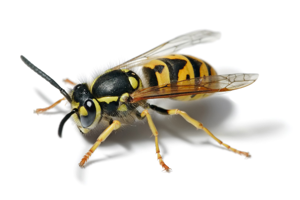European wasp white bg.jpg © Commons