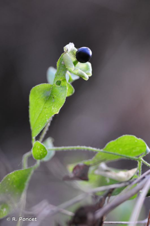 <i>Silene baccifera</i> (L.) Roth, 1788 © A.-H. Paradis & R. Poncet