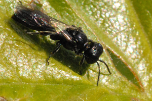 Crossocerus.cetratus.-.lindsey.jpg © James K. Lindsey