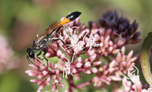 Sand Wasp Ammophila sabulosa on Hemp Agrimony Eupatorium cannabinum.JPG © Chiswick Chap