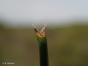 <i>Eleocharis palustris</i> (L.) Roem. & Schult., 1817 © A.-H. Paradis & R. Poncet