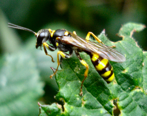 Mellinus arvensis.jpg © Mick E. Talbot