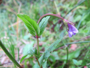 <i>Epilobium duriaei</i> J.Gay ex Godr., 1849 © H. Tinguy