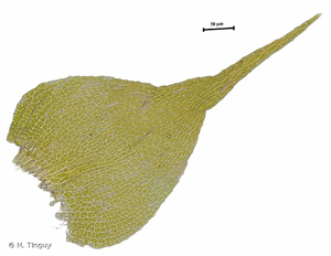 <i>Campylidium calcareum</i> (Crundw. & Nyholm) Ochyra, 2003 © H. Tinguy