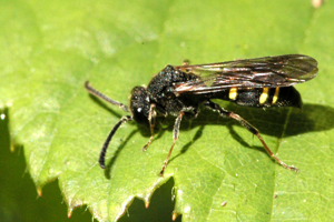 Nysson.spinosus.-.lindsey.jpg © James K. Lindsey