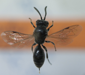 Fuscipennis.jpg © Paul.v.naser