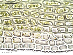 <i>Hymenostylium recurvirostrum</i> (Hedw.) Dixon, 1933 © H. TINGUY