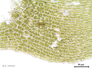 <i>Sciuro-hypnum reflexum</i> (Starke) Ignatov & Huttunen, 2002 © H. TINGUY