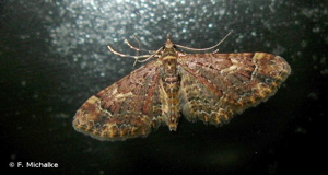 <i>Gymnoscelis rufifasciata</i> (Haworth, 1809) © F. Michalke