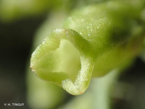 <i>Reseda jacquini</i> Rchb., 1824 © H. TINGUY