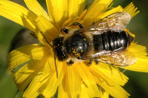 Megachile.centuncularis.-.lindsey.jpg © James K. Lindsey