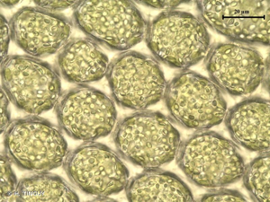 <i>Porella obtusata</i> (Taylor) Trevis., 1877 © H. TINGUY